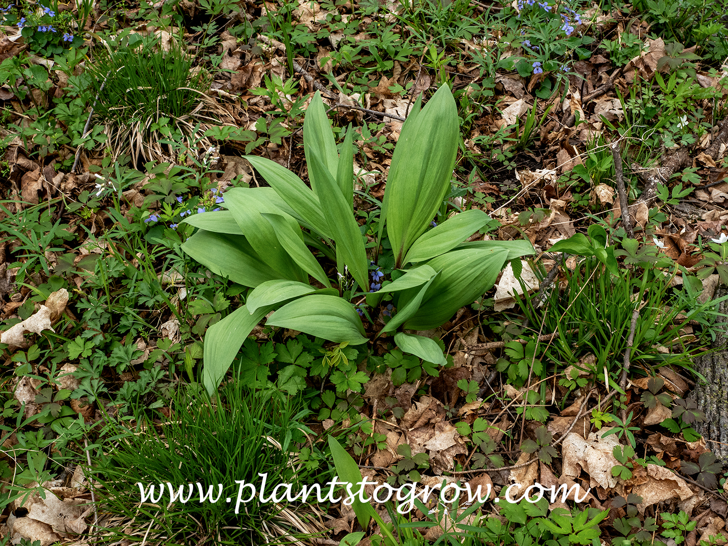 Wild Leek (Allium tricoccum) 
A mature clump among other wild flowers. (end of April)